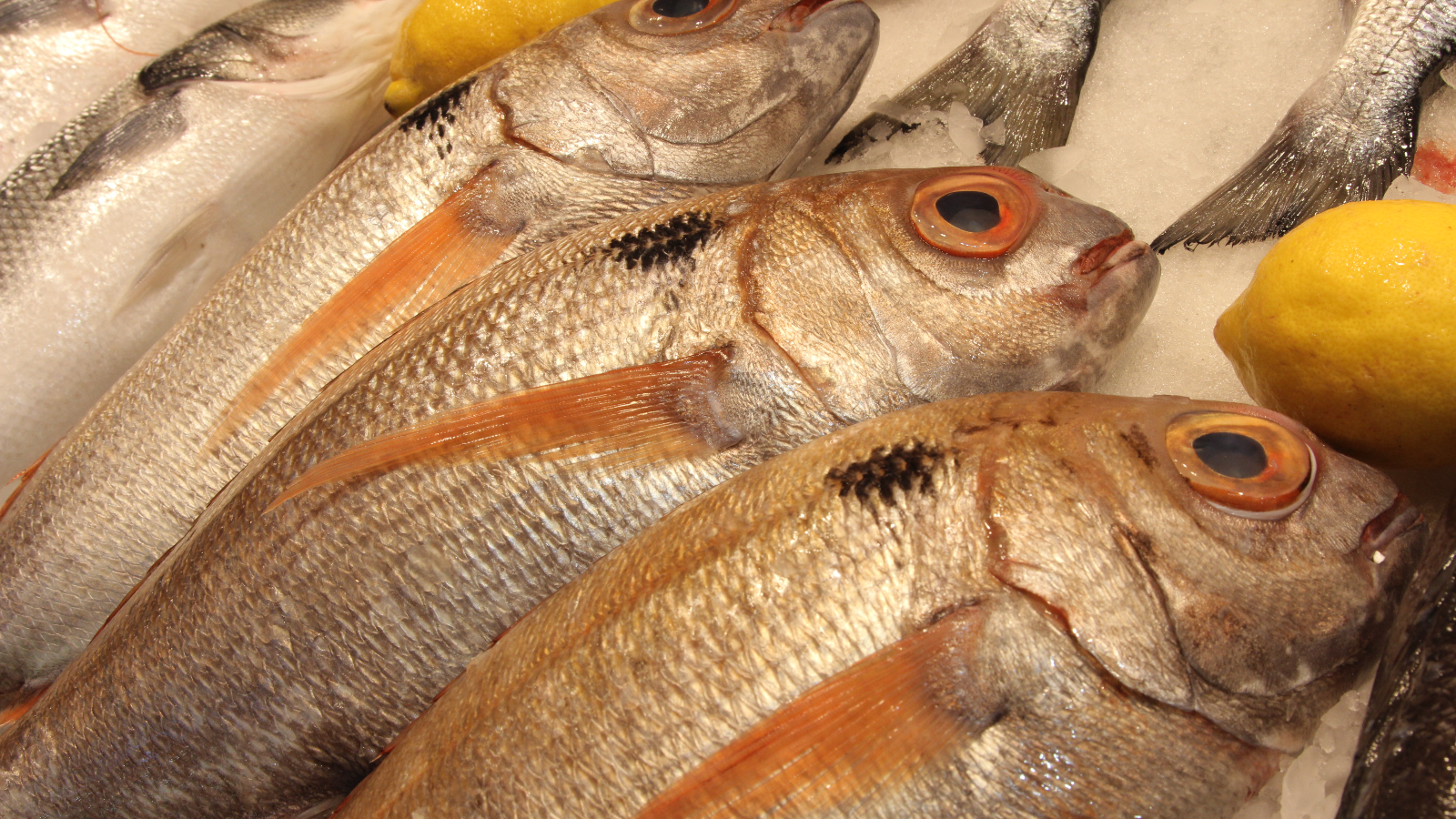 Atención y servicio excelentes