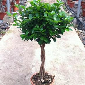 Ficus trenzado moclamen /30  140 cm