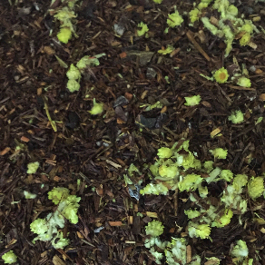 Rooibos Licor de Ponche