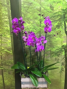 Centro de Orquídeas Montaje – YF-CO-004