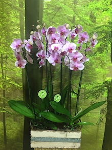 Centro de Orquídeas Montaje – YF-CO-005