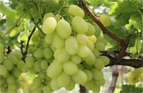 Uva blanca Aledo con pepita